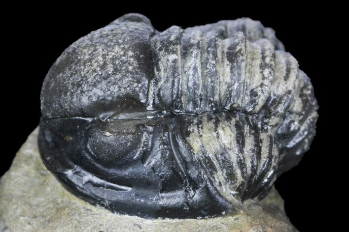 Detailed Gerastos Trilobite Fossil - Morocco #145763